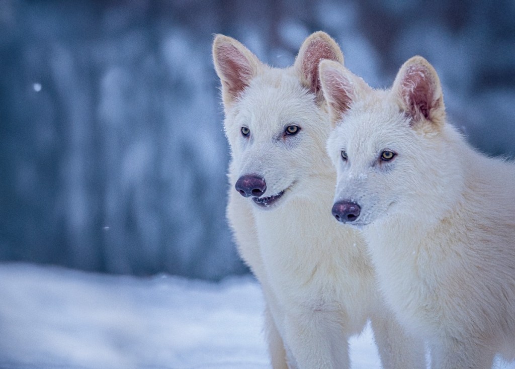 The dire wolf has returned from the dead. A Dallas company 'de-extincted' them